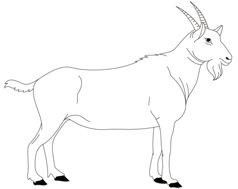 Billy Goat Coloring Page